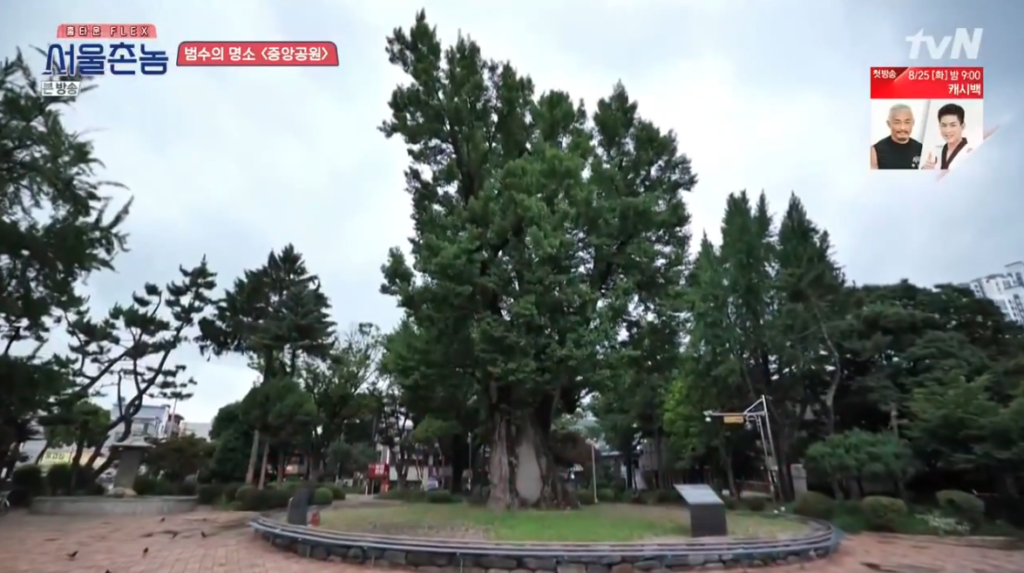 清州中央公園的鴨腳樹